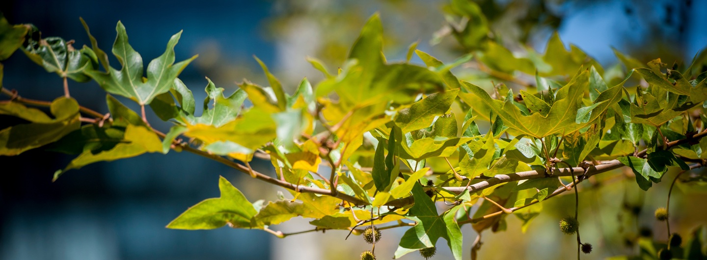 closeup of maple leaf tree branch
